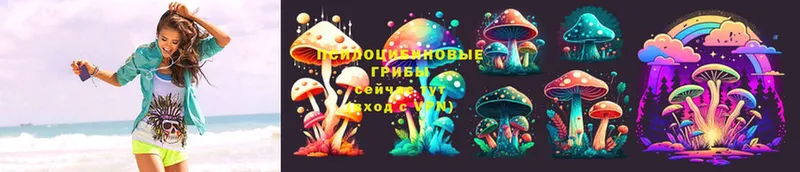 Псилоцибиновые грибы Psilocybine cubensis  Калуга 